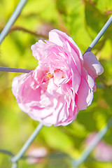 Image showing rose on a fence