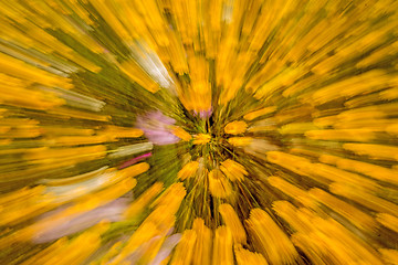 Image showing yellow flowers with zoom effect