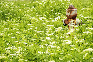 Image showing Hydrant hidden in a meadow with flowers