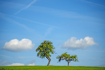 Image showing trees with clouds