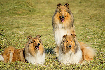 Image showing Group of three collie dogs
