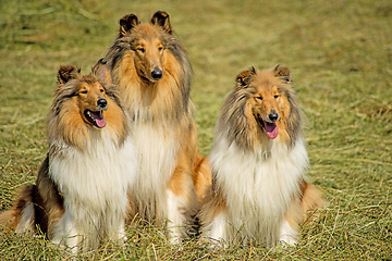 Image showing Group of three collie dogs