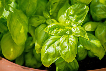 Image showing basil