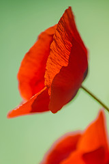 Image showing red poppy