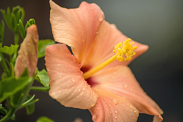 Image showing hibiscus bloom