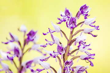 Image showing wild orchids in Germany