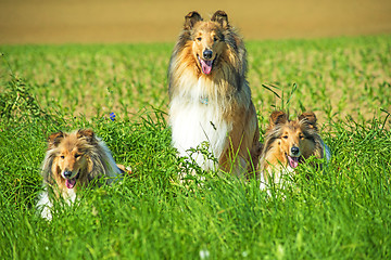 Image showing Group of three collie dogs