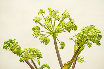 Image showing Angelica medicine plant and food