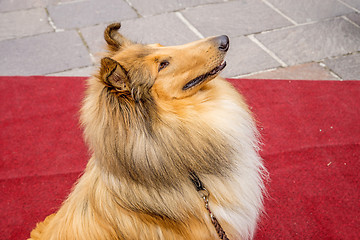 Image showing collie dog sitting on red carpet