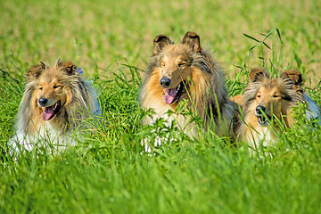 Image showing Group of three collie dogs