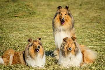 Image showing Group of three collie dogs