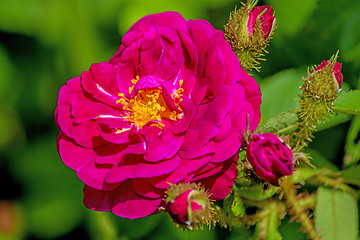 Image showing peony bloom