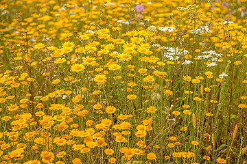 Image showing yellow flowers on a meadow