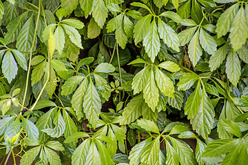 Image showing Jiaogulan, herb of longevity