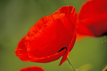 Image showing red poppy