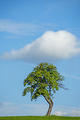 Image showing tree with cloud