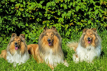 Image showing Group of three collie dogs