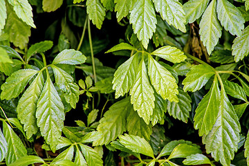 Image showing Jiaogulan, herb of longevity