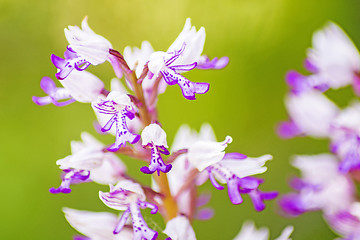 Image showing wild orchids in Germany