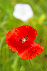 Image showing red poppy