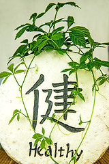 Image showing Jiaogulan, herb of longevity