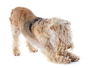 Image showing lakeland terrier