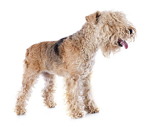 Image showing lakeland terrier