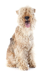 Image showing lakeland terrier