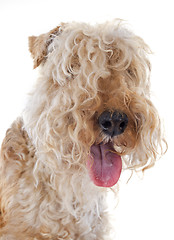 Image showing lakeland terrier