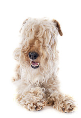 Image showing lakeland terrier