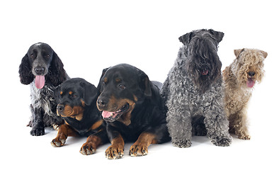 Image showing five dogs