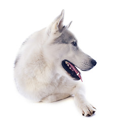 Image showing siberian husky