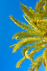 Image showing Palm brunch with sky
