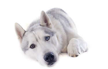 Image showing siberian husky