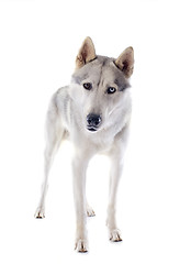 Image showing siberian husky