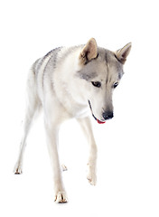 Image showing siberian husky