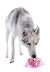 Image showing eating siberian husky