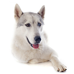 Image showing siberian husky