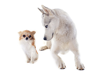 Image showing siberian husky and chihuahua