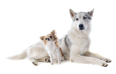 Image showing siberian husky and chihuahua