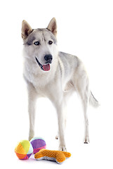 Image showing siberian husky and toys