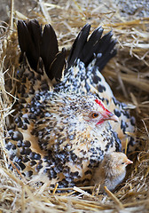 Image showing bantam chicken and chick