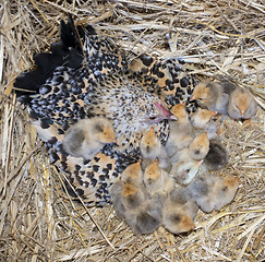 Image showing bantam chicken and chick