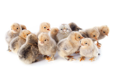 Image showing young chicks