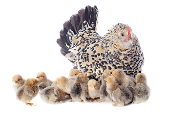 Image showing family chicken