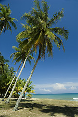 Image showing Coconut trees on sunny tropical beach