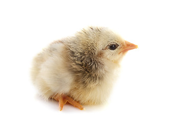 Image showing young chick