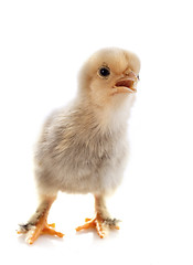 Image showing young chick