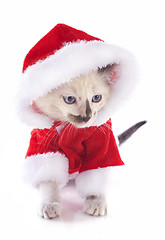 Image showing christmas kitten