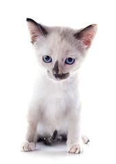 Image showing Siamese kitten